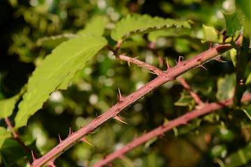 stachelige Pflanzen und Blätter