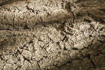 textura de casca de arvore, pode ser usada para fazer fundos ou detalhes na edição grafica.