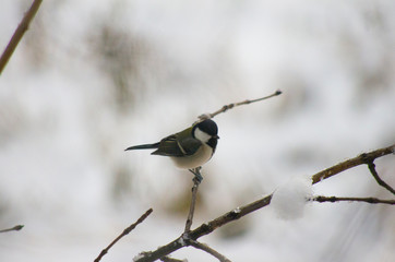 bird, Great tit, on the branch