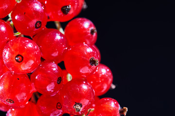 bouquet with red currant berries isolated on black background