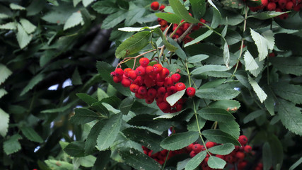 Rowan berries on the tree with green fresh leaves in summer garden                            