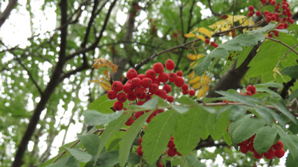 Rowan berries on the tree with green fresh leaves in summer garden                            