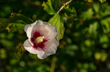 close up hibiscus flower with seeds in the inflorescences on the background of foliage