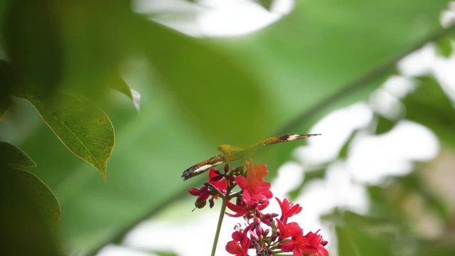 Wonderful view of small orange and black butterfly on a pretty dark pink flower with green foliage all around. Colorful wings flapping in slow motion and butterfly flying away.