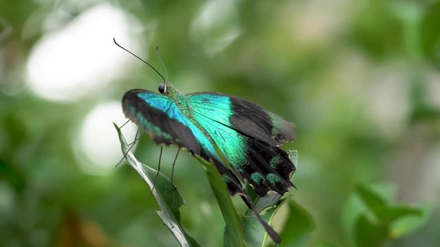 Shades of blue and green shine on the body and wings of a swallowtail butterfly.  Gorgeous iridescent teal colors of a resting butterfly closeup.