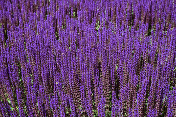 Lavender field. Beautiful nature and beautiful flowers.