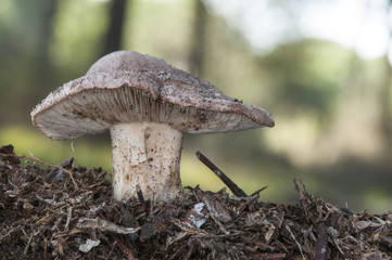 Tricholoma eucalypticum orange brown mushroom growing among eucalyptus in sandy soil