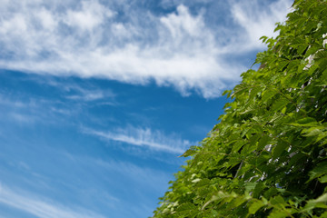 Copy space. Sky and plants.