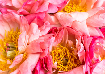 Floral background, beautiful pink peonies close up