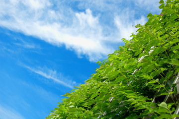 Obraz premium Copy space. Sky and plants.