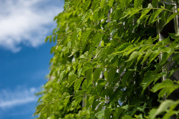 Copy space. Sky and plants.