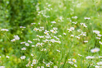 Field camomiles closeup on a meadow in a village, summer outdoor recreation