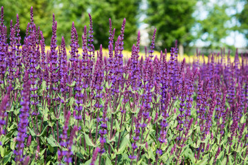 Lavender fields. Beautiful nature. A park.