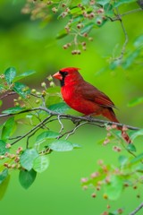 Cardinal on a branch