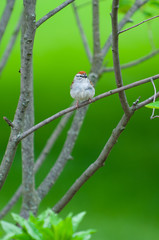 Sparrow on a branch with blurred green background