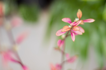 pink flowers on green background