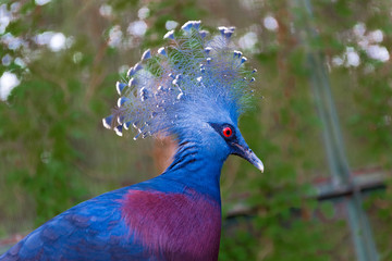 A headshot of a western crowned pigeon (Goura cristata), also known as the common crowned pigeon or blue crowned pigeon at the Singapore butterfly garden