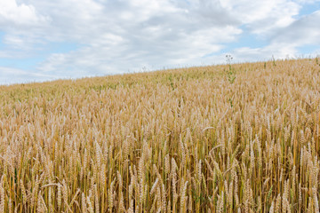 Slope with a wheat field, ripening of cereals , agriculture