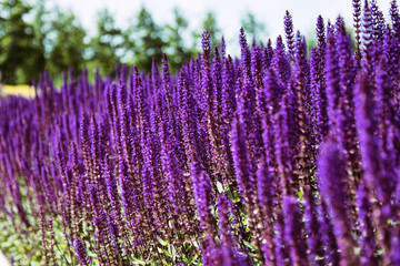 Obraz premium Lavender field. Beautiful nature and beautiful flowers.