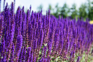 Fototapeta premium Lavender field. Beautiful nature and beautiful flowers.