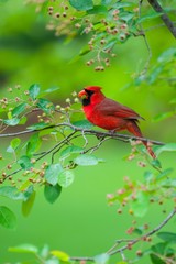 cardinal bird with branch in beak