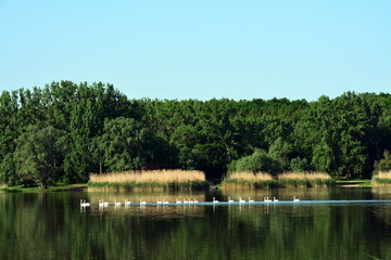 Fototapeta na wymiar A flock of swans on the lake