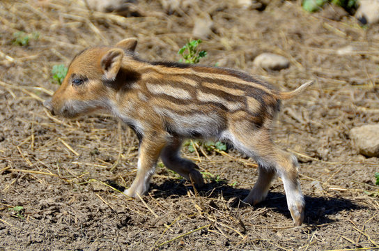 รูปภาพPigglet – เลือกดูภาพถ่ายสต็อก เวกเตอร์ และวิดีโอ181 | Adobe Stock