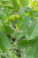 Branch with green unripe walnuts, walnut ripening