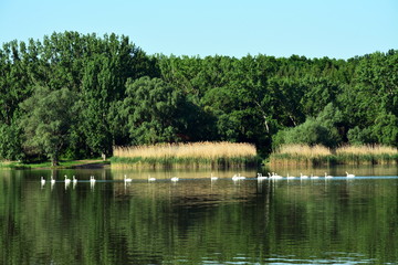 Fototapeta na wymiar A flock of swans on the lake