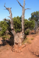 Old Dead Tree in the Colorado High Desert