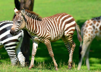 Burchell's zebra is a southern subspecies of the plains zebra. It is named after the British explorer William John Burchell. Common names include bontequagga, Damara zebra and Zululand zebra 
