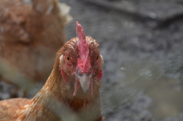  hungry roosters and chickens at farm