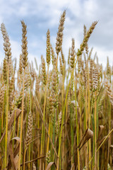 Young ears of wheat close up, grain crops, agriculture