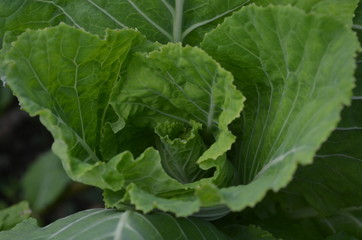fresh lettuce in the garden