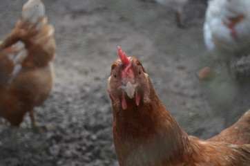  hungry roosters and chickens at farm