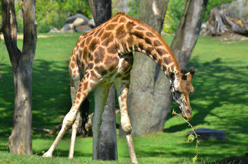 The giraffe close up (Giraffa camelopardalis) is an African even-toed ungulate mammal, the tallest...