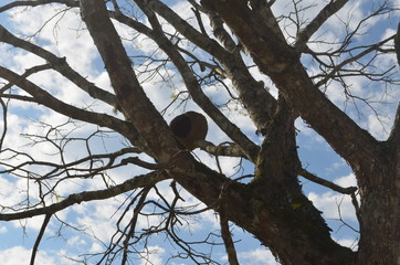 bird john clay tree house 