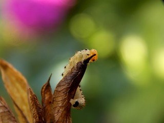 one small caterpillar on the plant