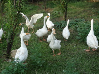 white american pekin ducks while playing