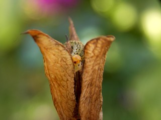 one small caterpillar on the plant