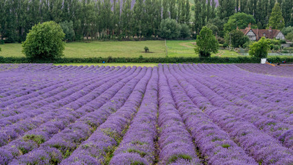 Lavender Fields in Kent Countryside
