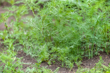 Fresh dill (Anethum graveolens) growing on the vegetable bed. Annual herb, family Apiaceae.  Growing fresh herbs. Green plants in the garden, ecological agriculture for producing healthy food concept