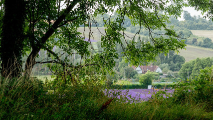 Lavender Fields in Kent Countryside