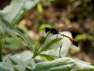 an unusual beetle on a flower