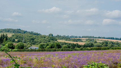 Lavender Fields in Kent Countryside