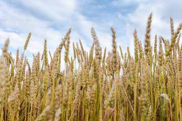 Young ears of wheat close up, grain crops, agriculture
