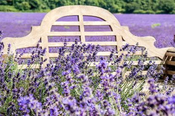 Lavender Fields in Kent Countryside