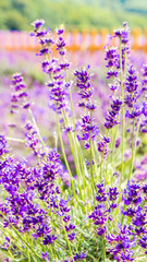 Naklejka premium Lavender Fields in Kent Countryside