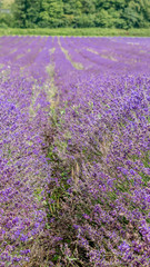 Fototapeta na wymiar Lavender Fields in Kent Countryside
