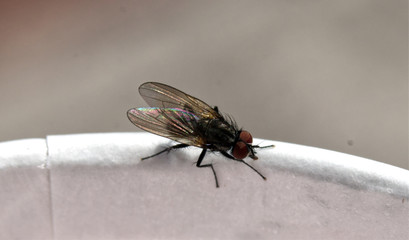 Fliege makro